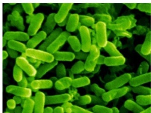 Кишечную палочку Escherichia Coli ученые используют как носителя информации.